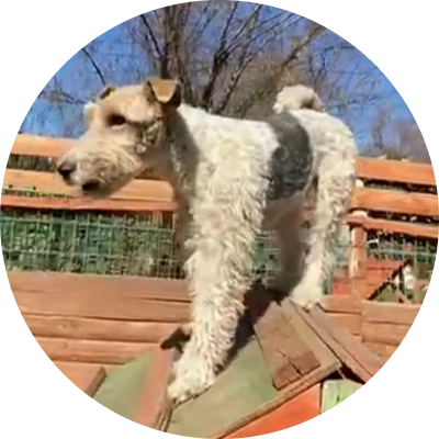 Opinión de los papis de Jacques